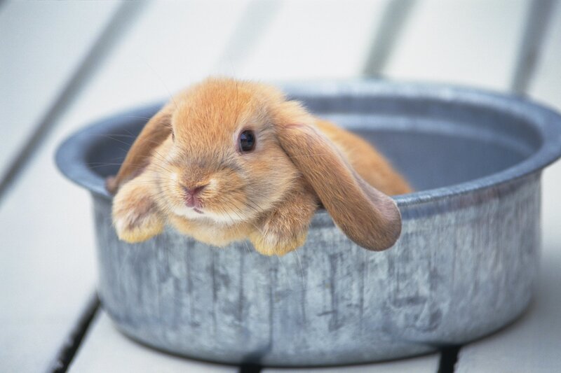 bunny in a metal bowl