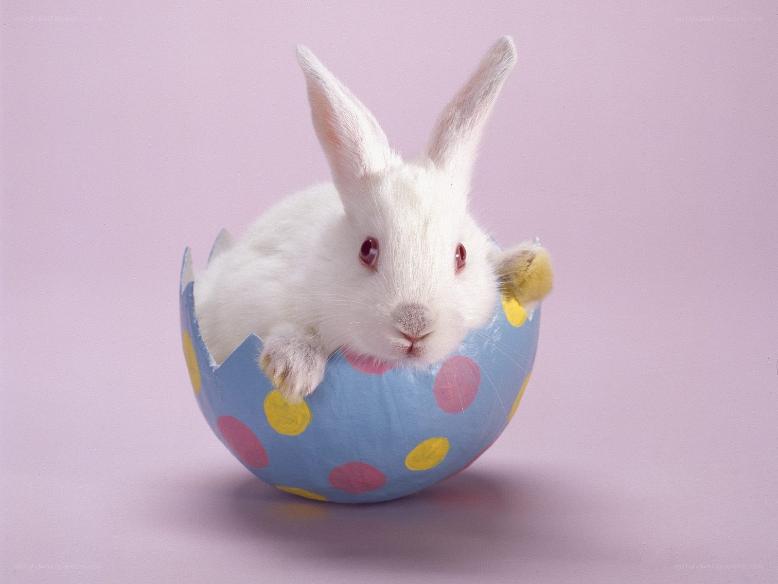bunny in a polka-dot egg
