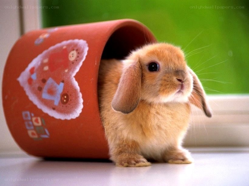bunny in a red tube