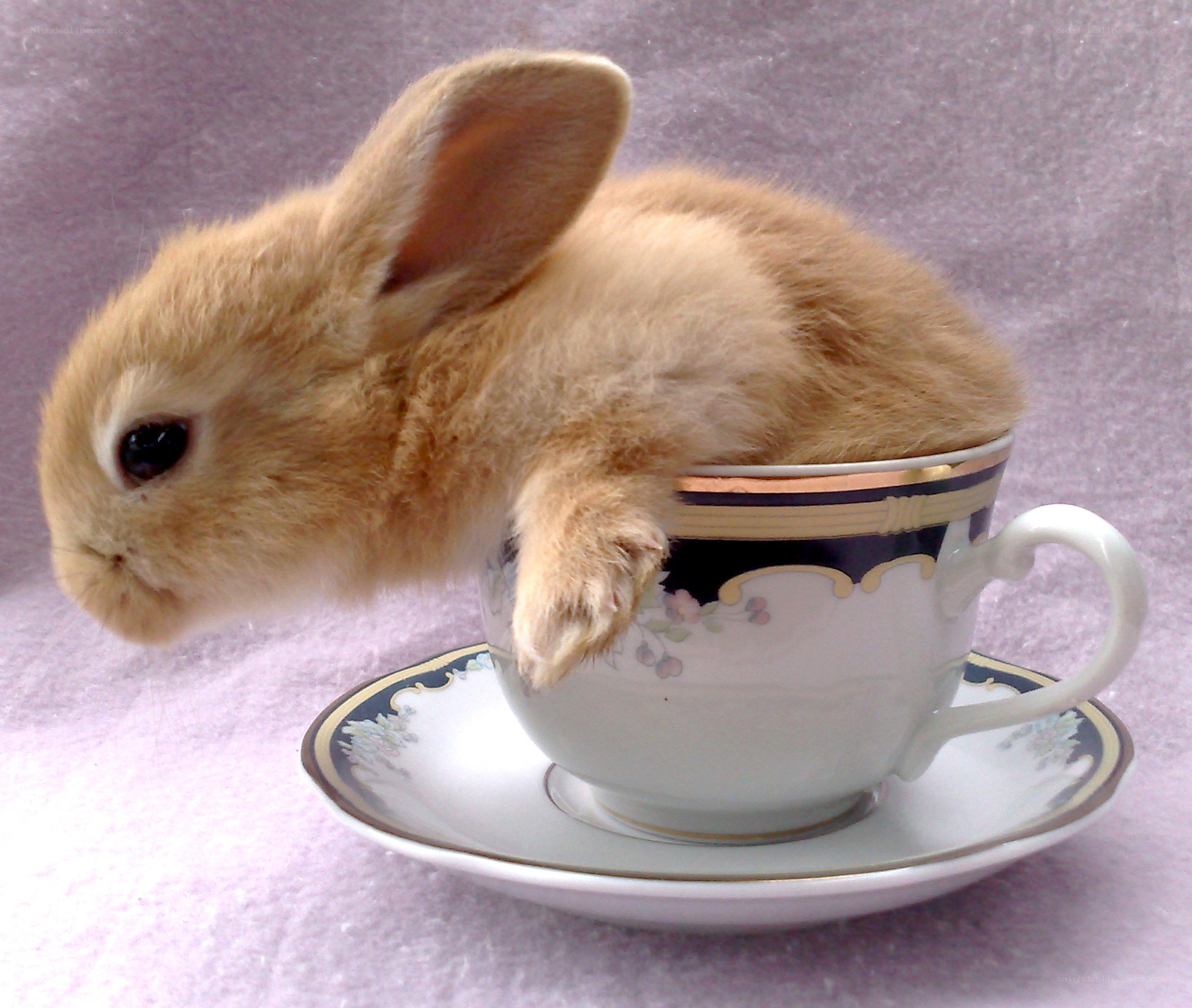 bunny in a teacup