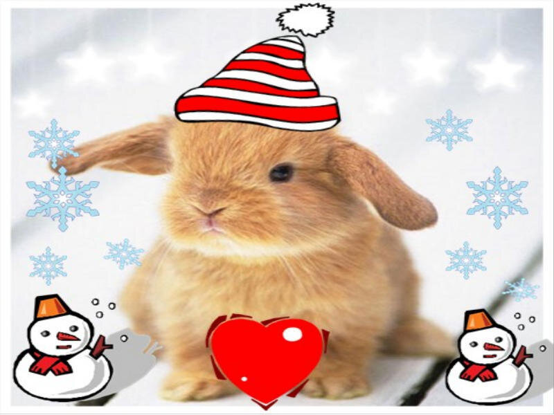 bunny in a winter hat