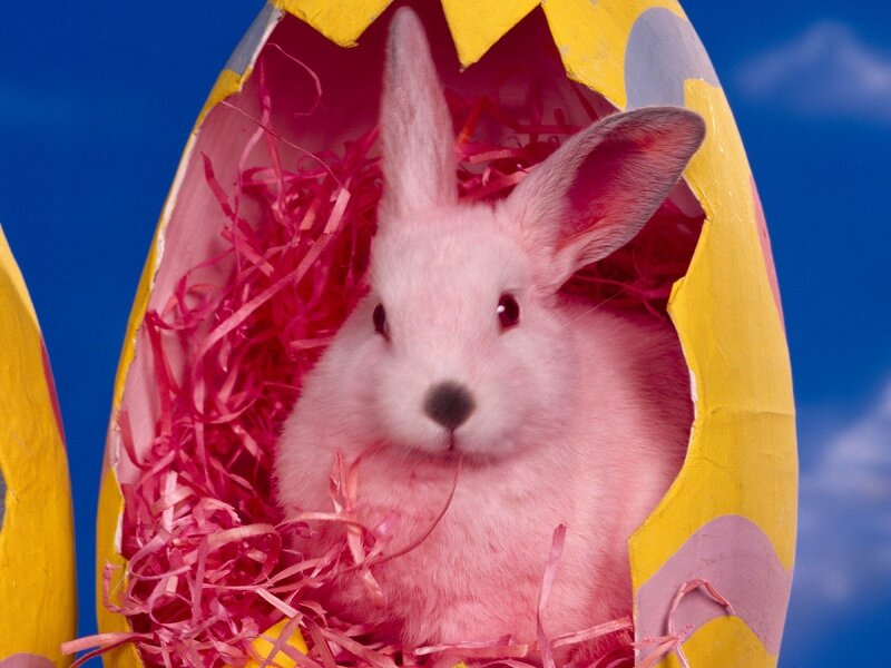 bunny in an egg