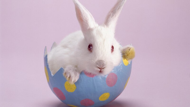 bunny in an eggshell