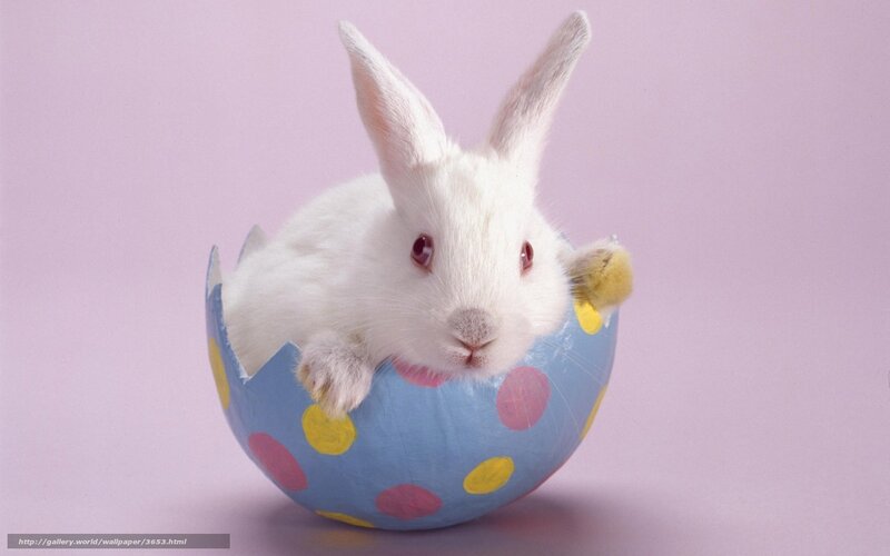 bunny in an eggshell