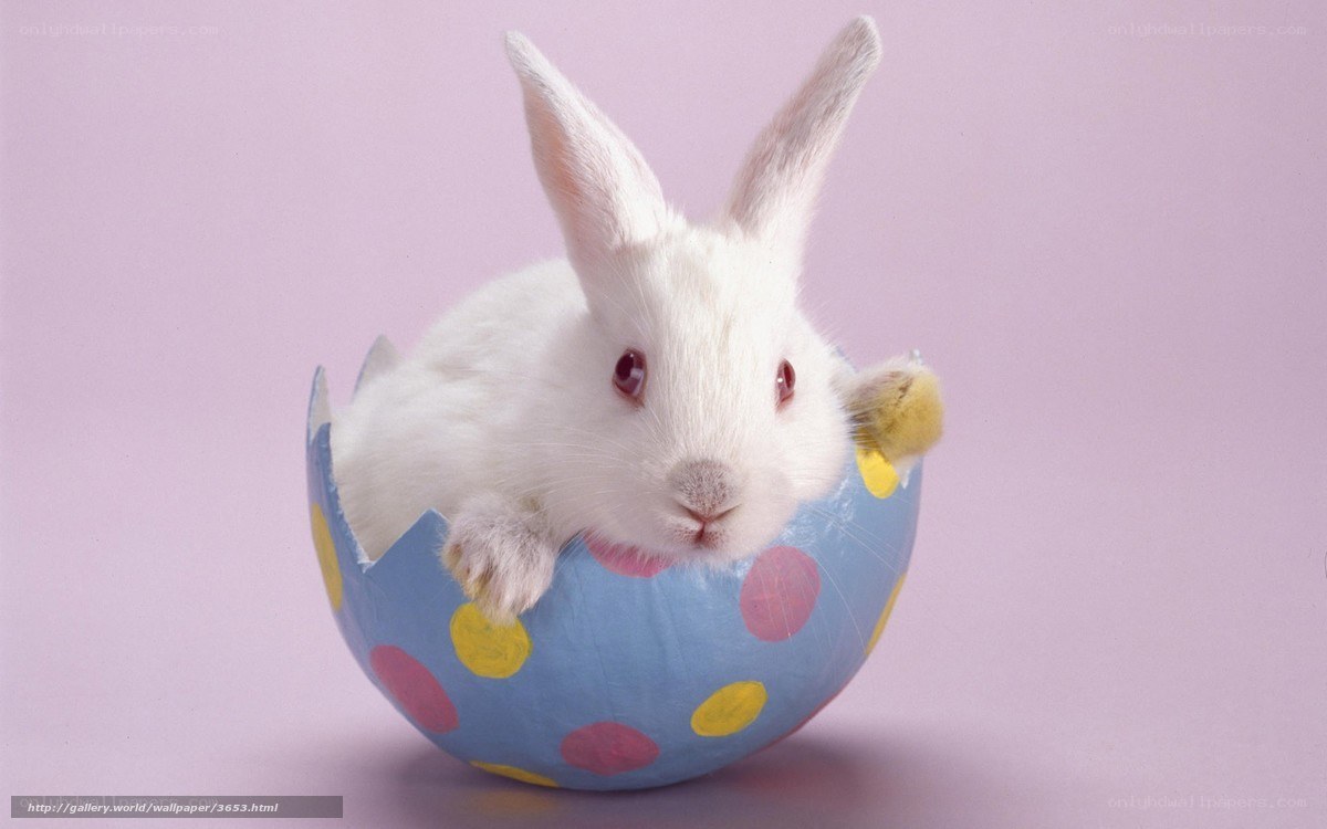 bunny in an eggshell