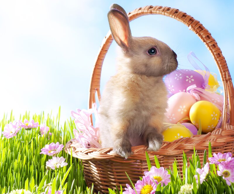 Bunny in Basket