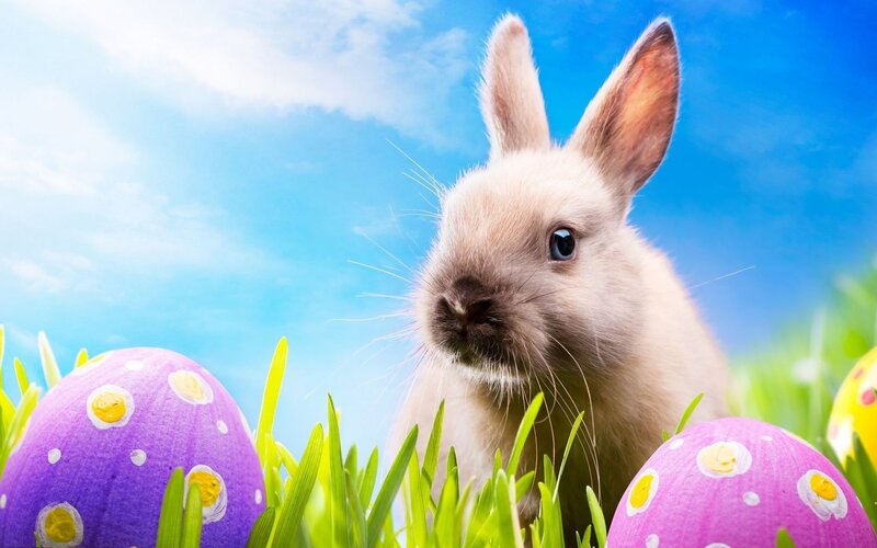 Bunny in Grass — Blue, Cheerful