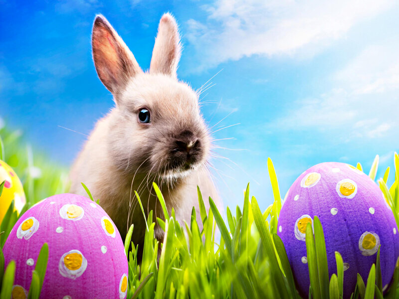 Bunny in Grass — Blue