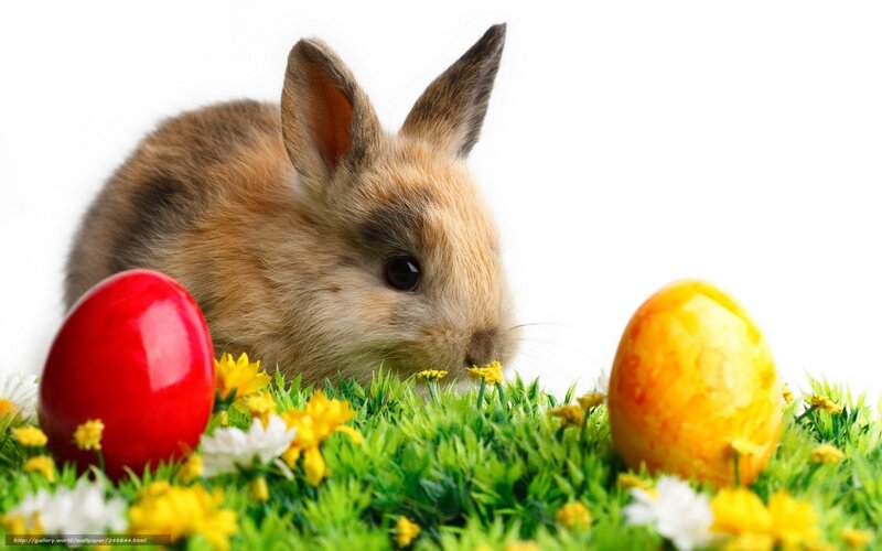Bunny in Grass — Green, Peaceful, Spring