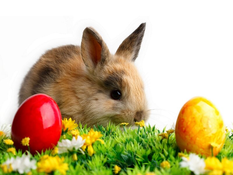 Bunny in Grass — Green, Peaceful