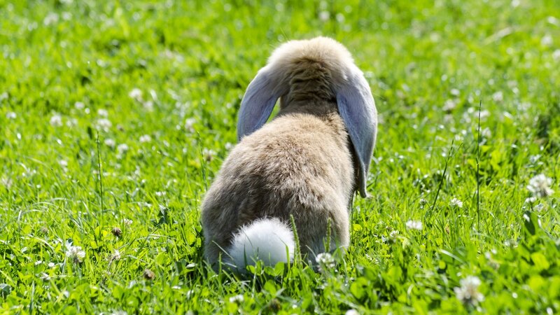 Bunny in Grass — Green, Serene, Afternoon