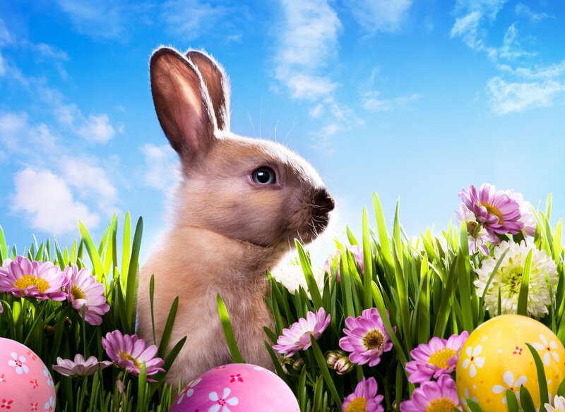 Bunny in Grass — Green, Serene, Spring