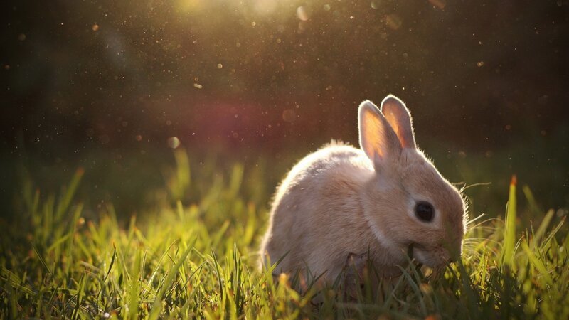 Bunny in Grass — Green, Serene, Sunset