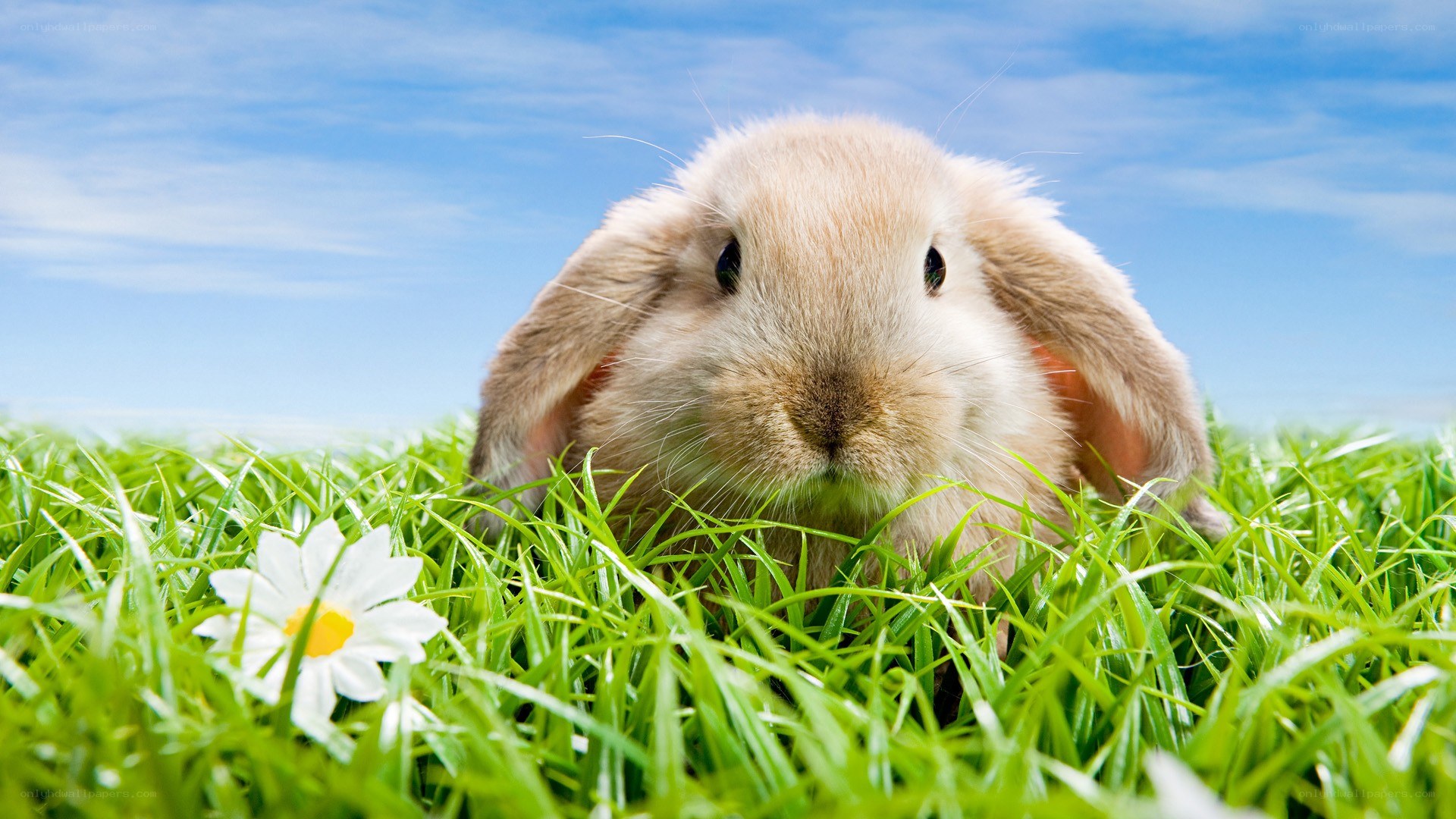 bunny in green grass