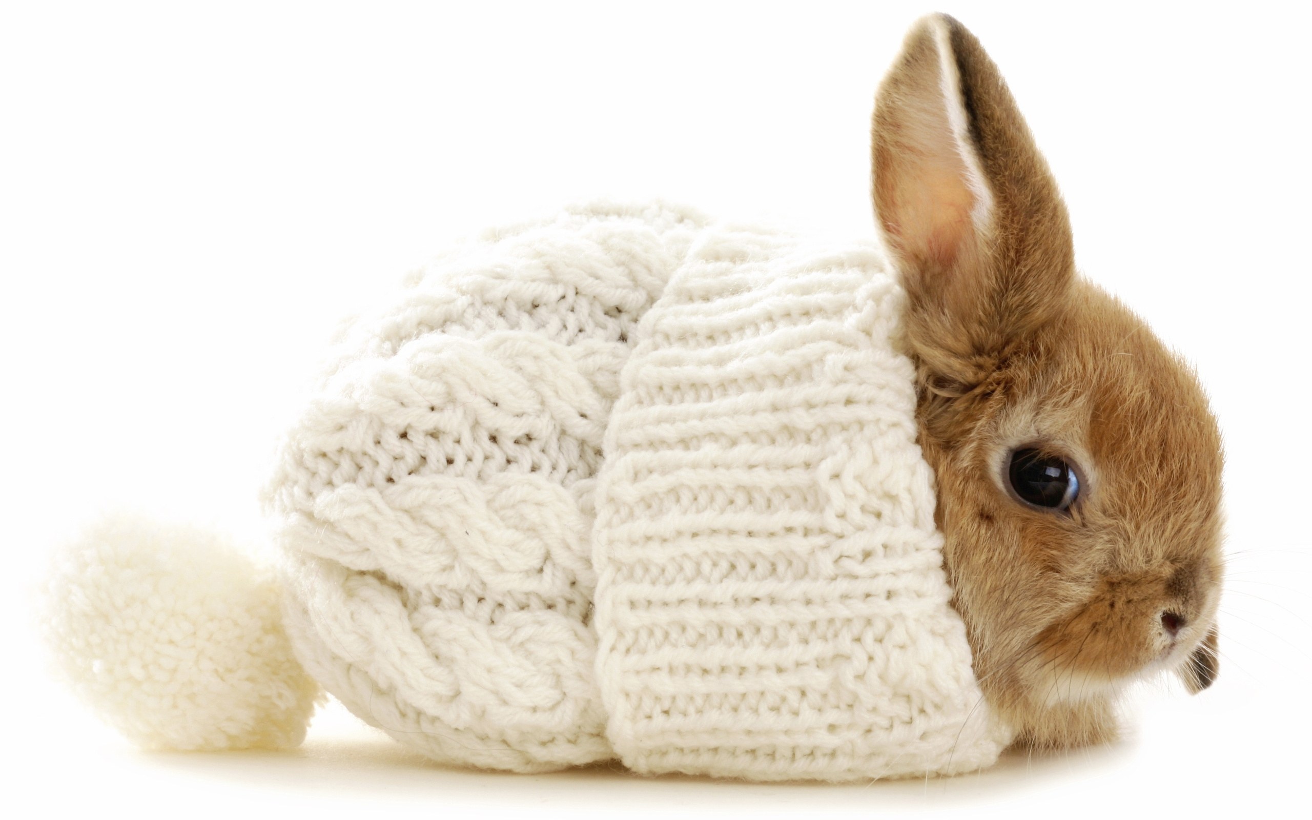 bunny in knitted sweater