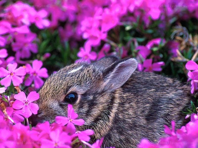 bunny in pink flowers