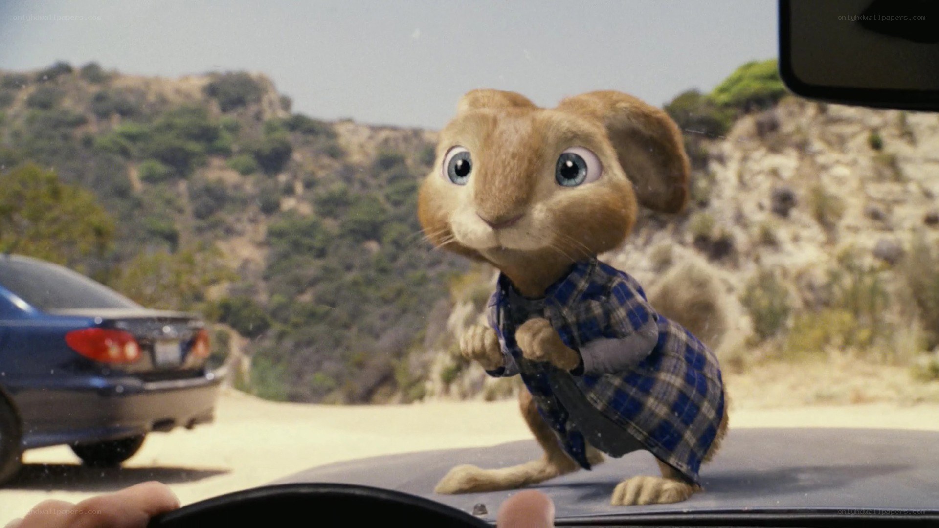 bunny in plaid shirt