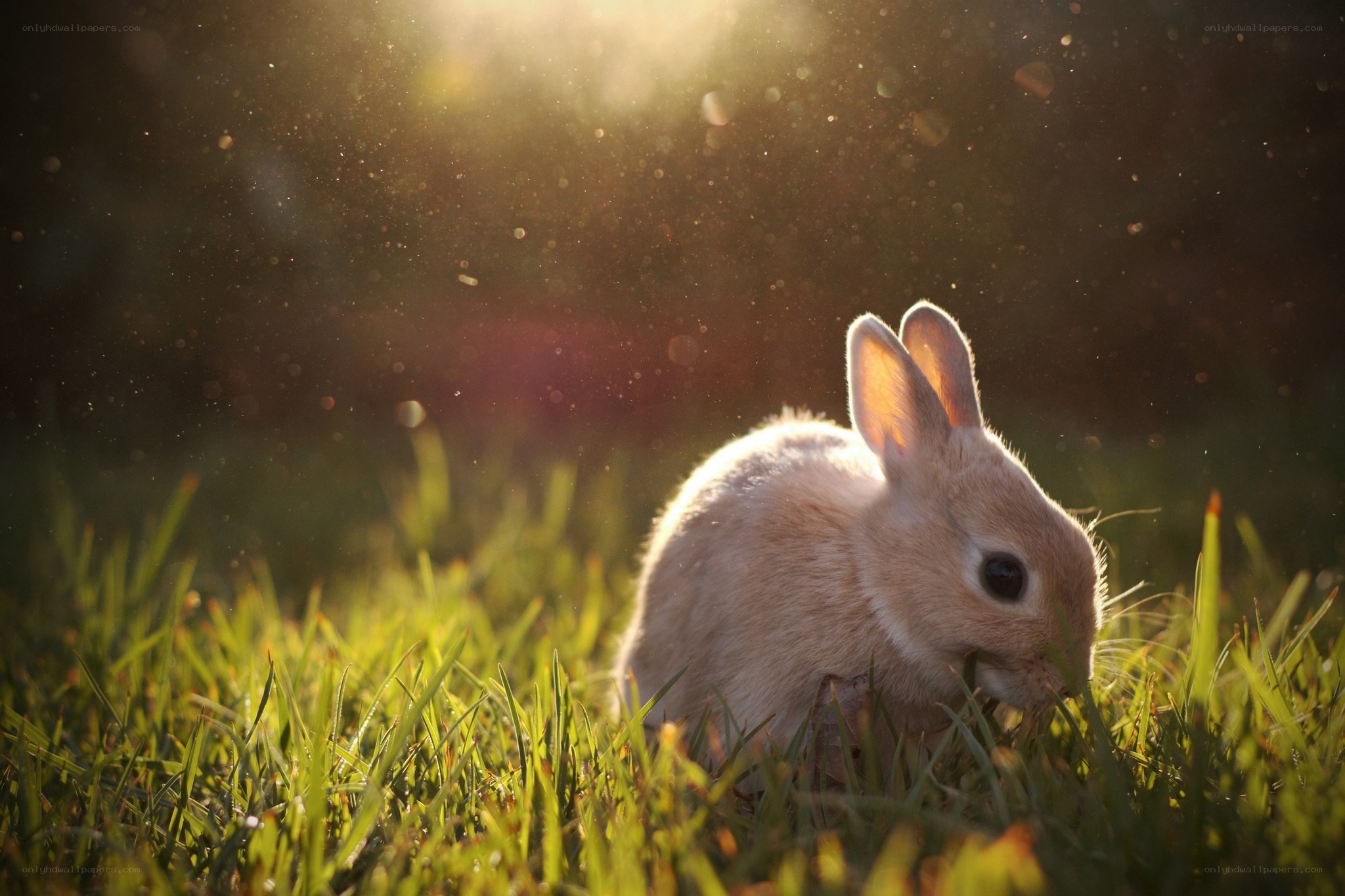 bunny in the grass at sunset