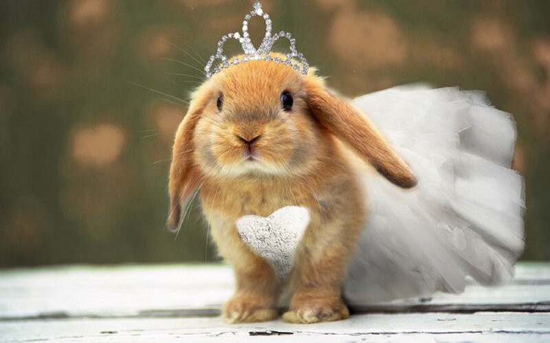 Bunny in Tiara and Tutu