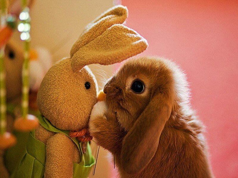 bunny kissing stuffed toy