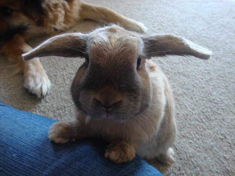 bunny on a lap