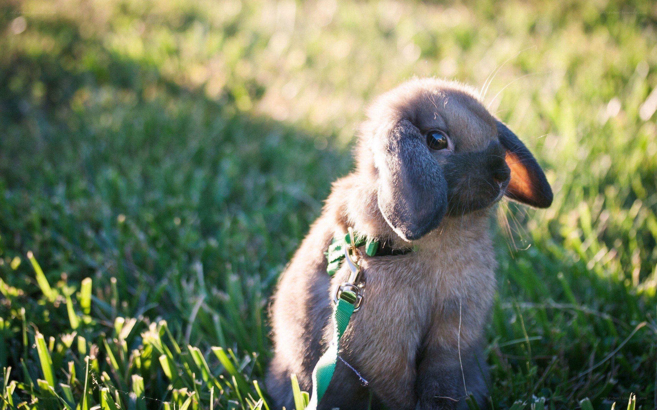 bunny on a leash in grass