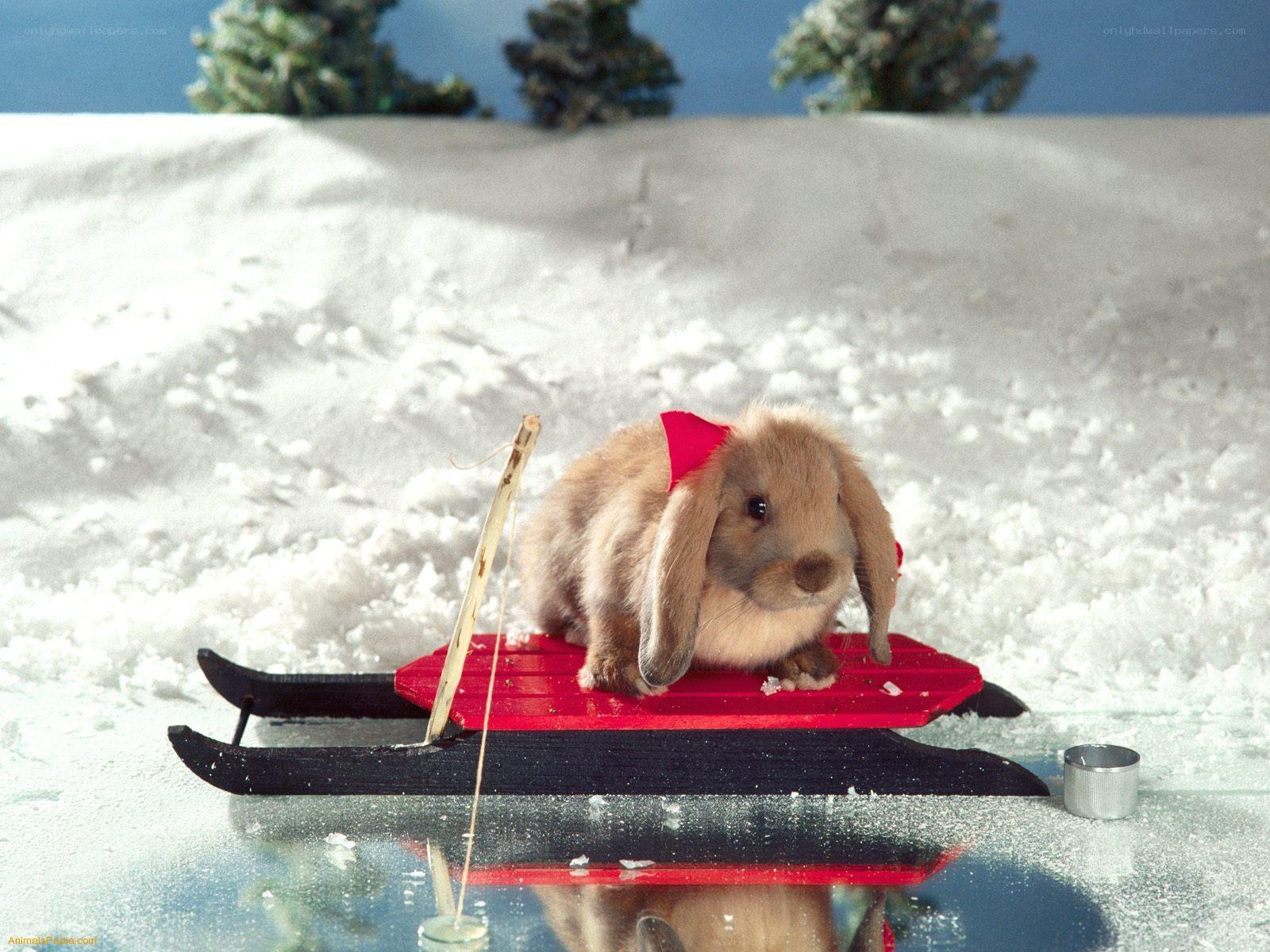 bunny on a sled in snow