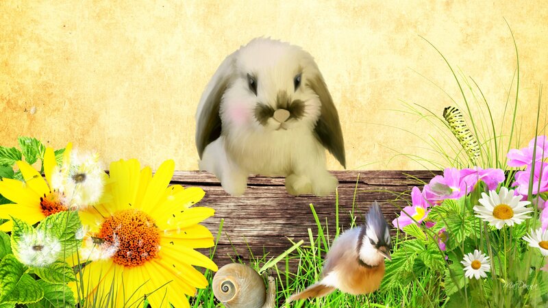 Bunny on Wooden Fence