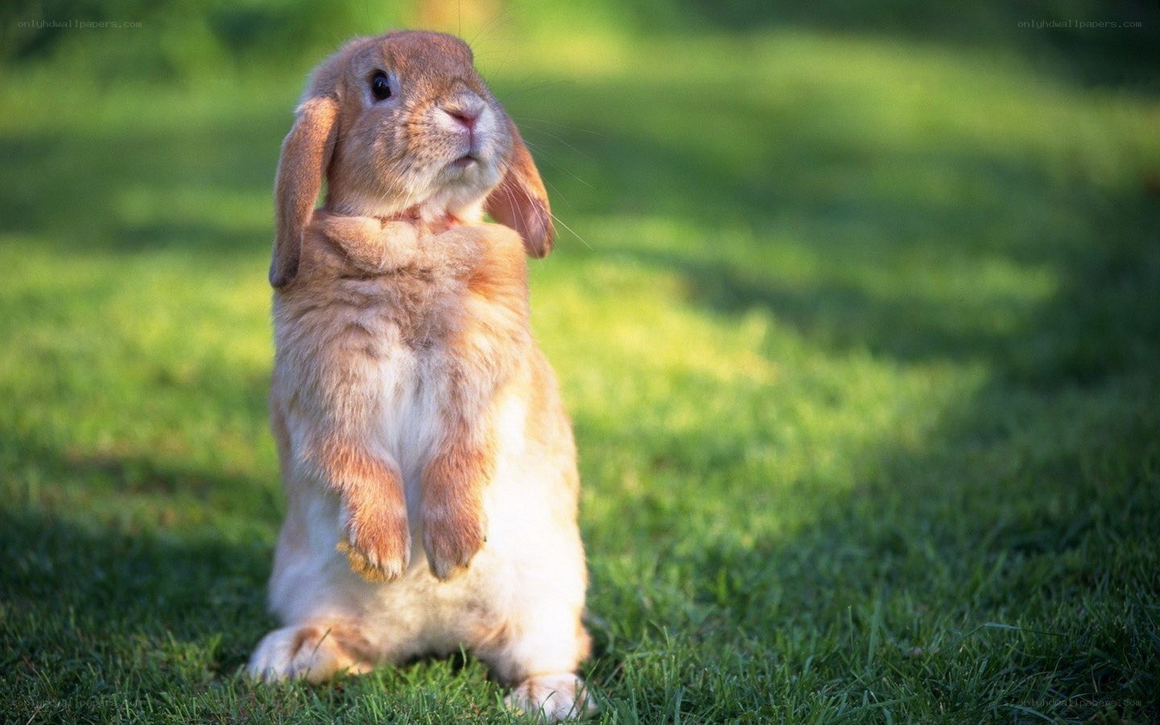 bunny standing on hind legs