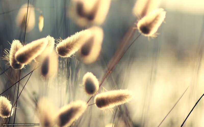 Bunny Tail Grass — Beige, Serene, Sunset, Photograph