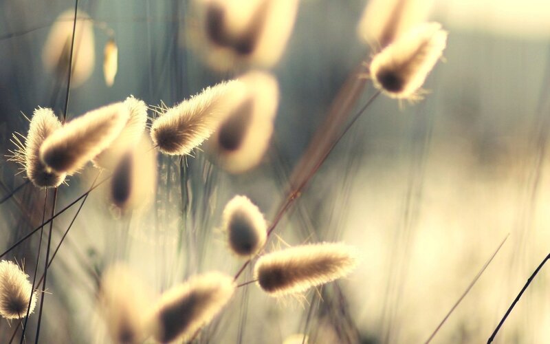 Bunny Tail Grass — Beige, Serene