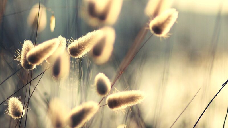 Bunny Tail Grass — Beige