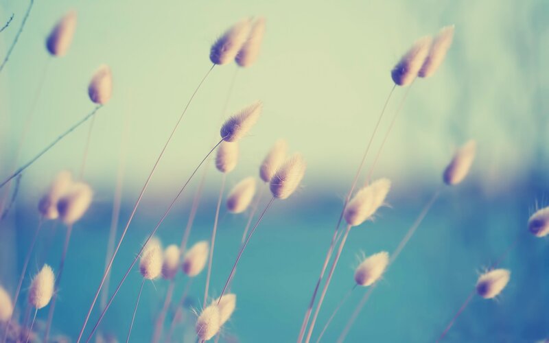 Bunny Tail Grass — Blue, Serene