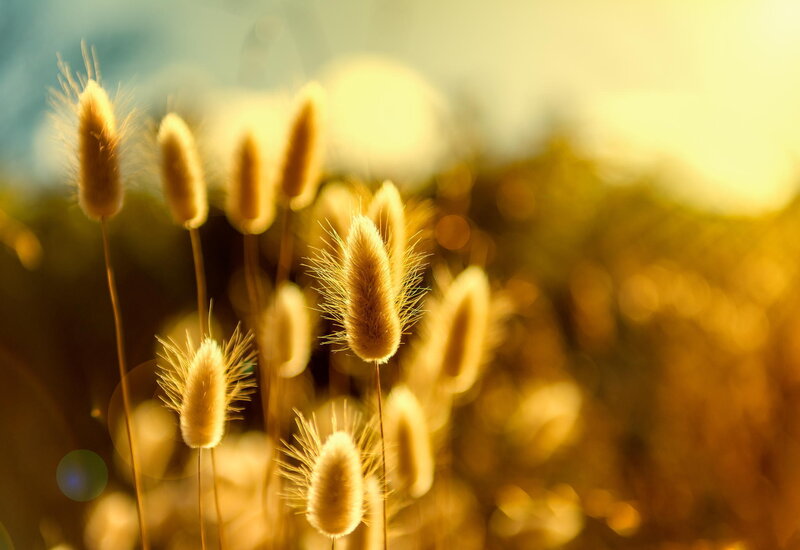 Bunny Tail Grass — Gold, Serene