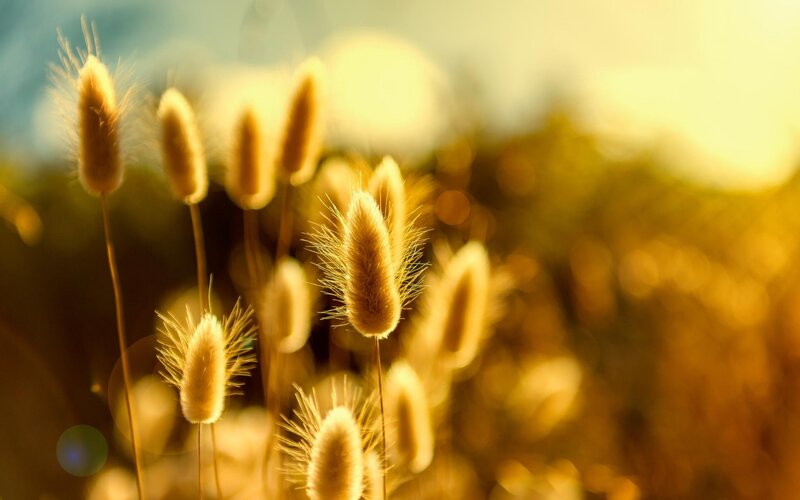 Bunny Tail Grass — Gold