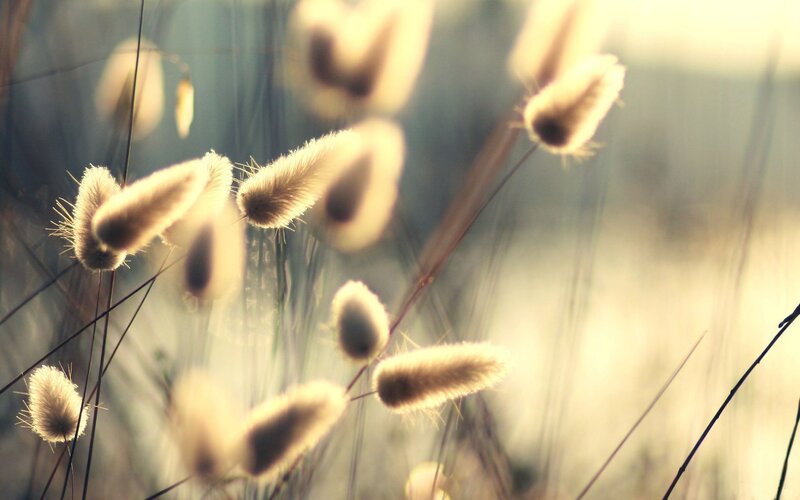 Bunny Tail Grass