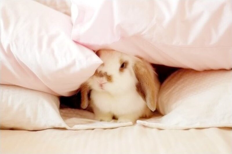 Bunny under Blanket