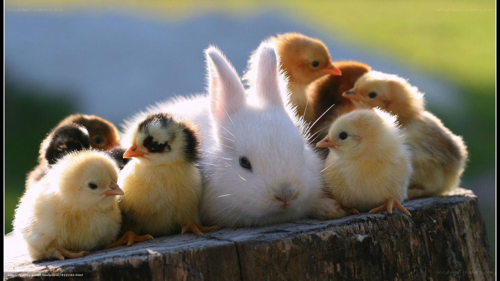 bunny with baby chicks