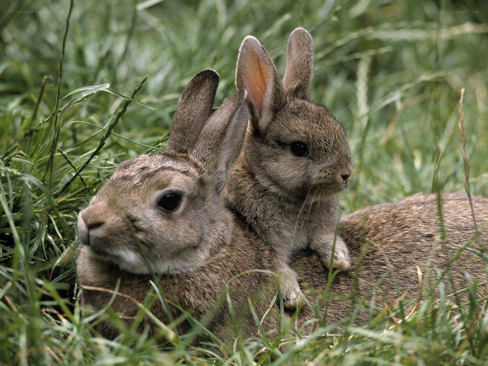 bunny with baby rabbit
