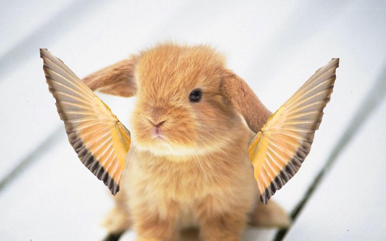bunny with butterfly wings