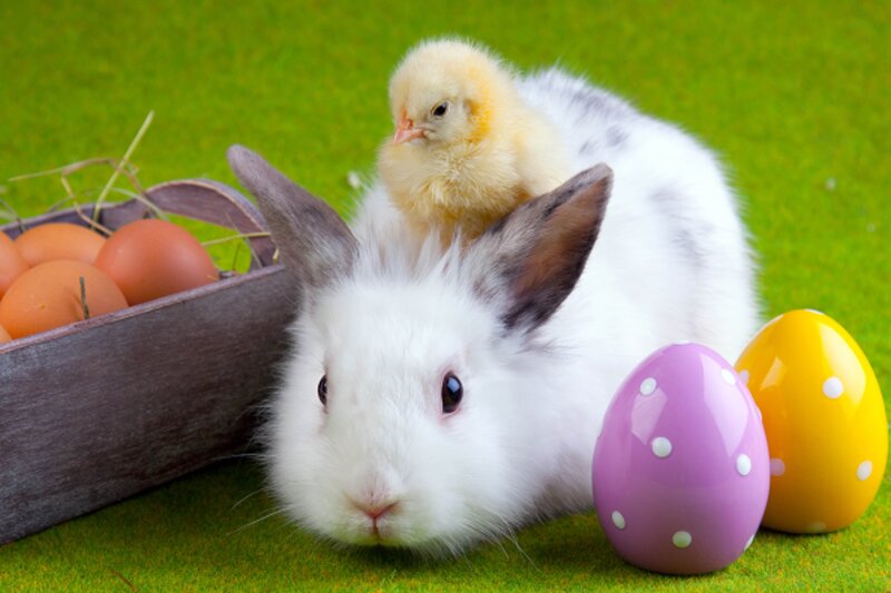 bunny with chick and eggs