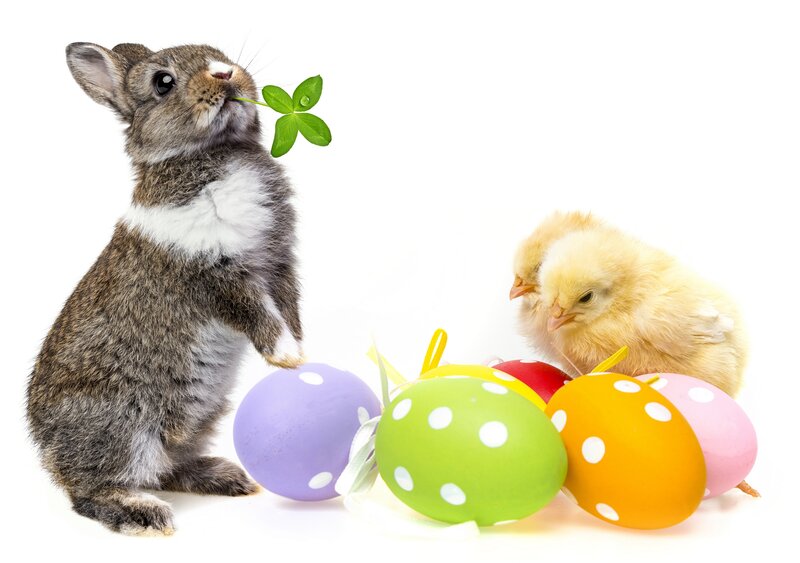 Bunny with Chick and Eggs — White