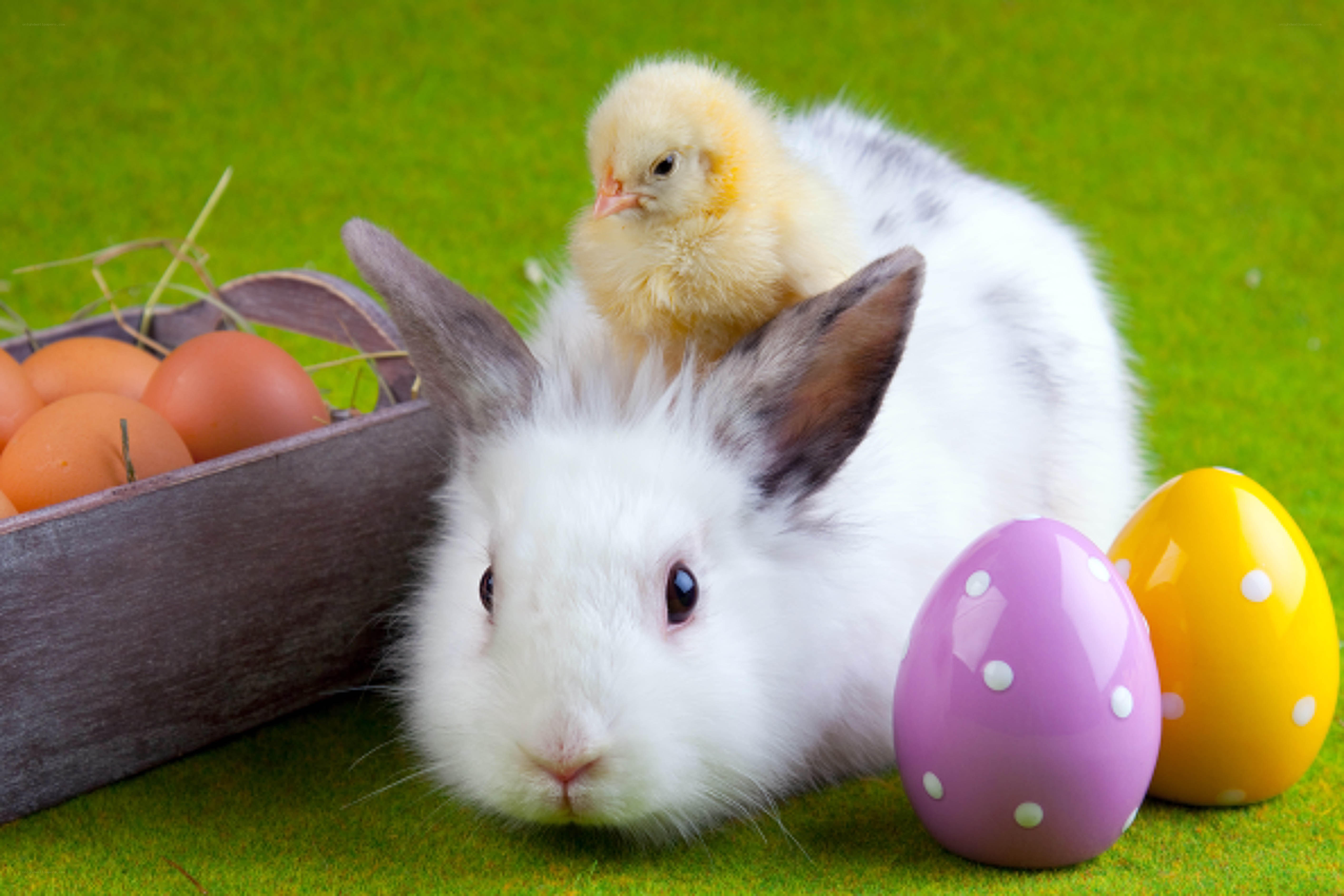 bunny with chick and eggs