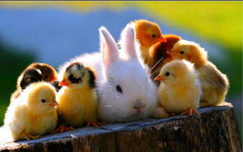 Bunny with Chicks