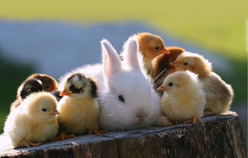 Bunny with Chicks — White