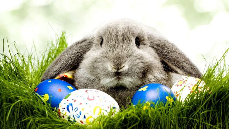 bunny with easter eggs