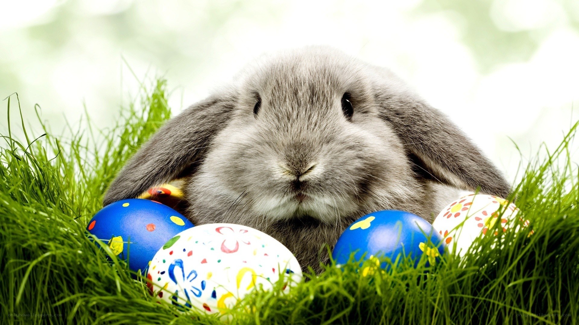 bunny with easter eggs