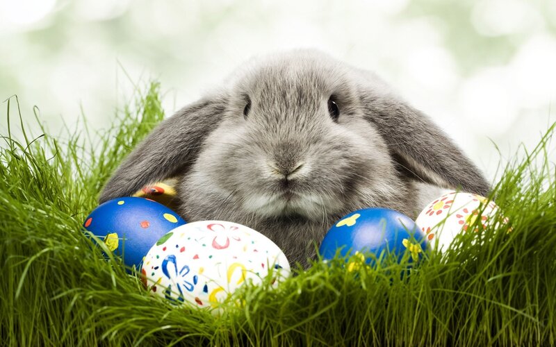 bunny with easter eggs