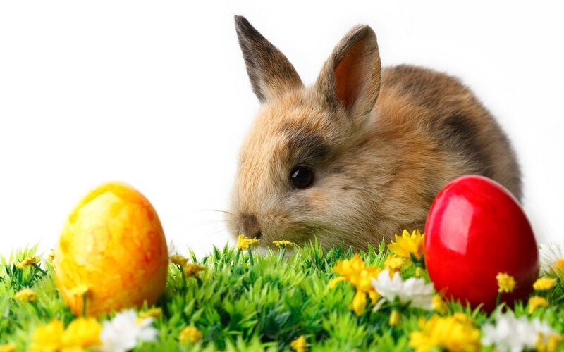 Bunny with Easter Eggs — Green