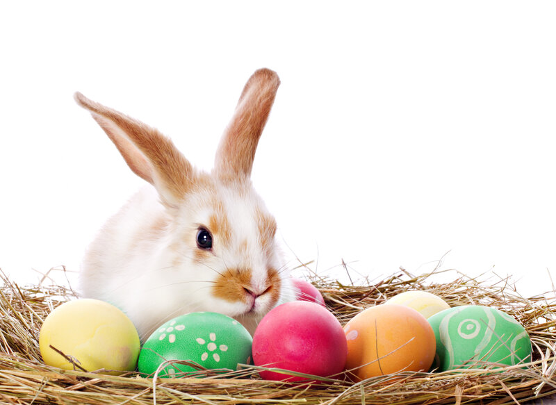 Bunny with Easter Eggs — White, Calm